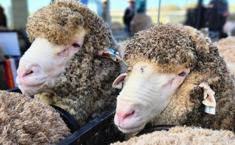 Poll Merino Sale Rams