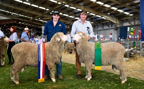 Champion March Shorn Poll Ram