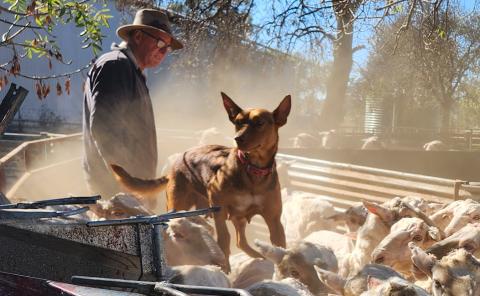 Australian Kelpie