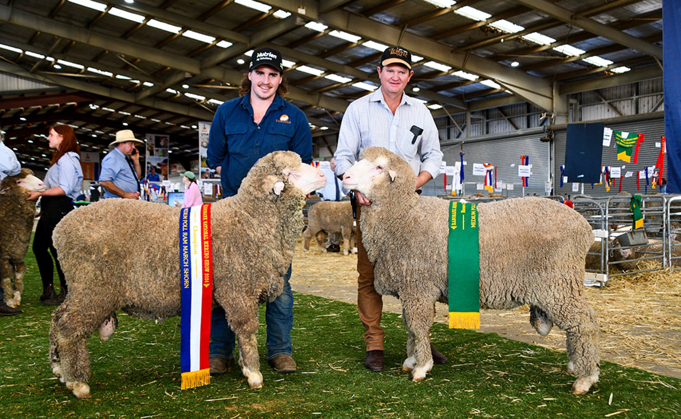 Champion March Shorn Poll Ram