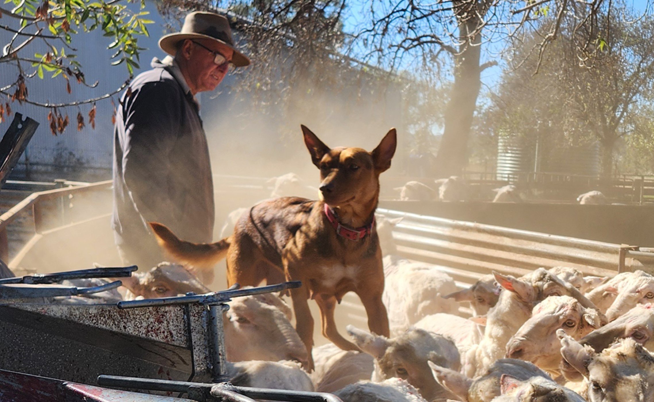 Australian Kelpie